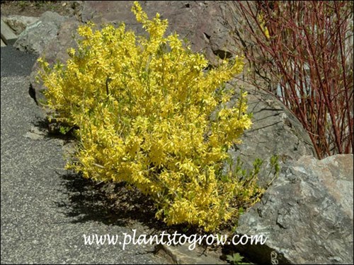The leaves are just starting to emerge on this plant.  This is a sign that the flowering has hit its peak.(May 3)
